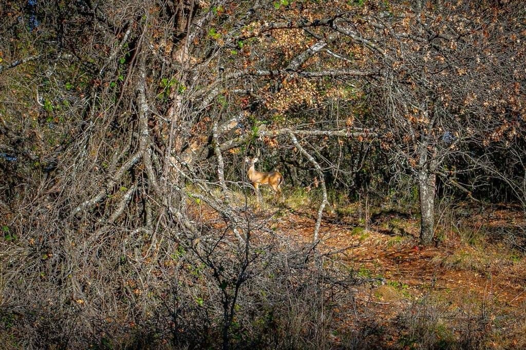 298 acres in Erath County - photo 40
