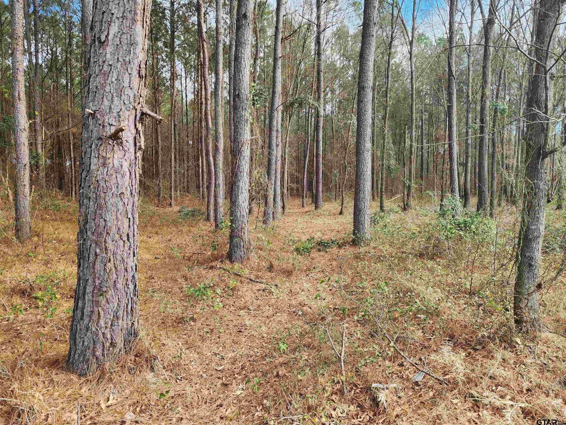 2 acres in Camp County - photo 3