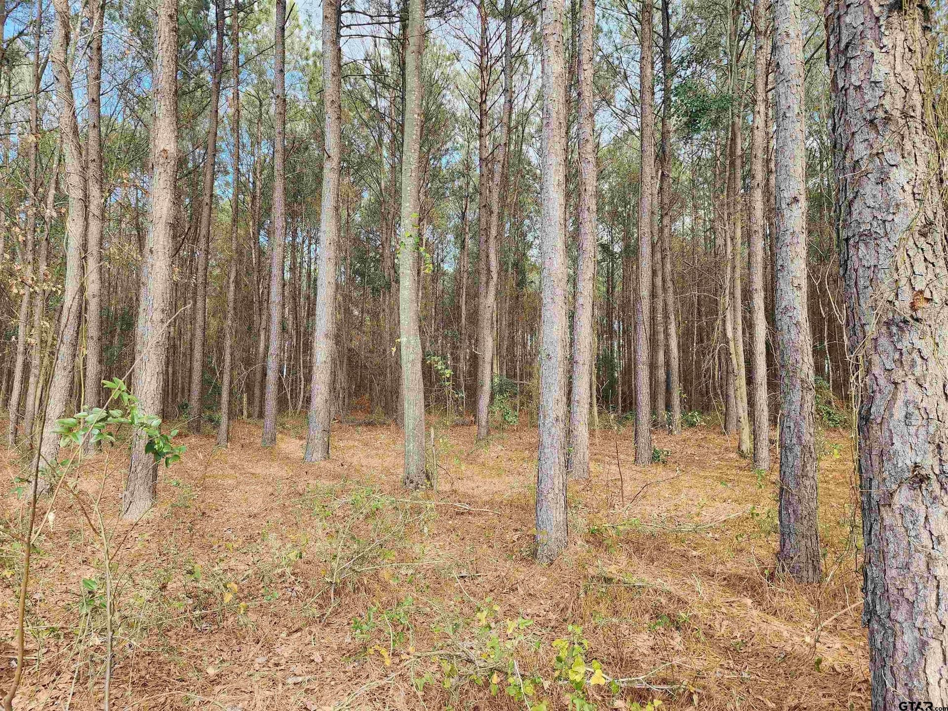 2 acres in Camp County - photo 5