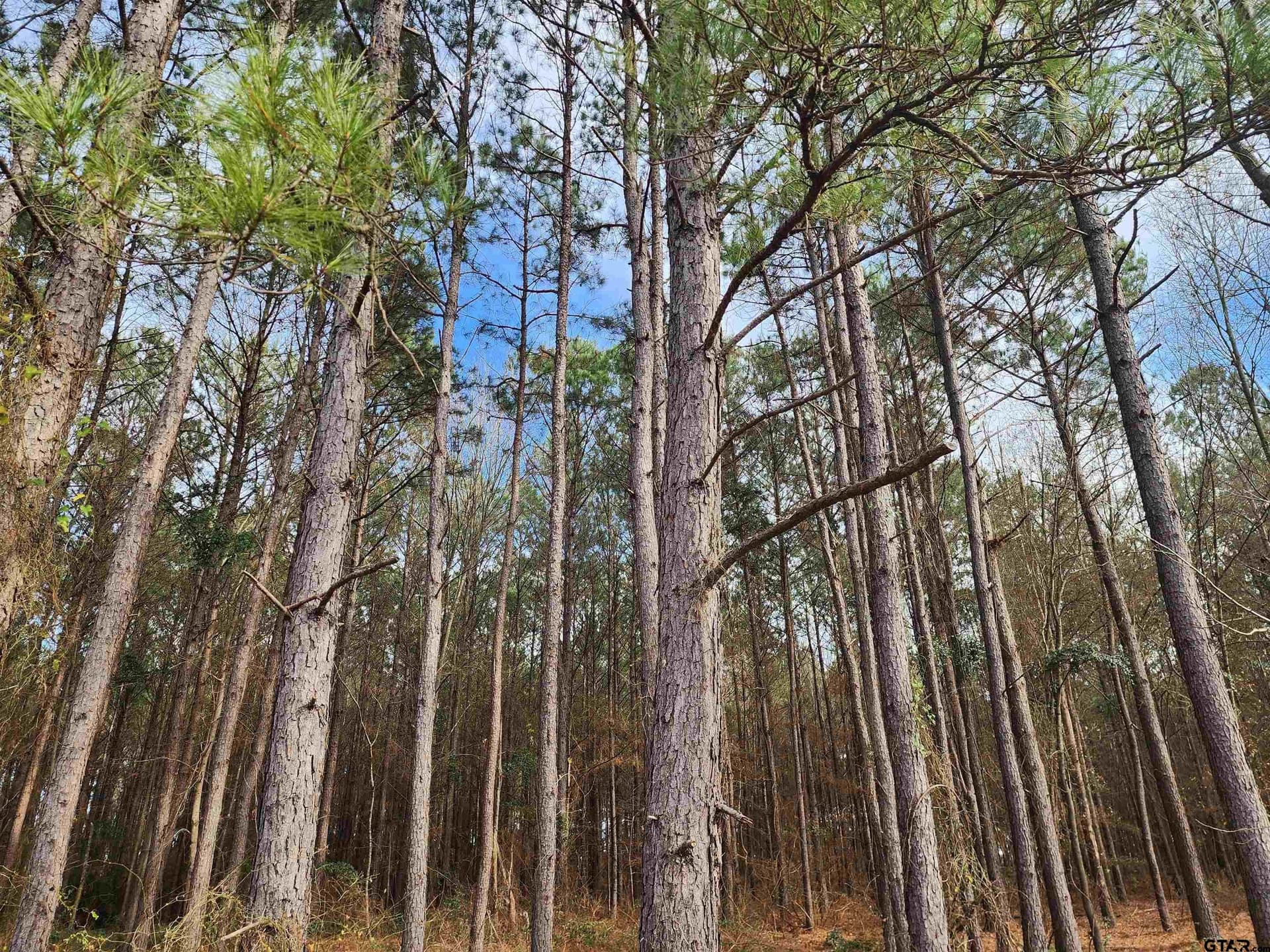 2 acres in Camp County - photo 4