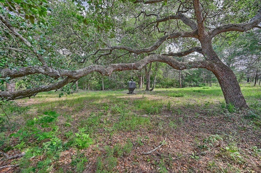 22.35 acres in Austin County - photo 5