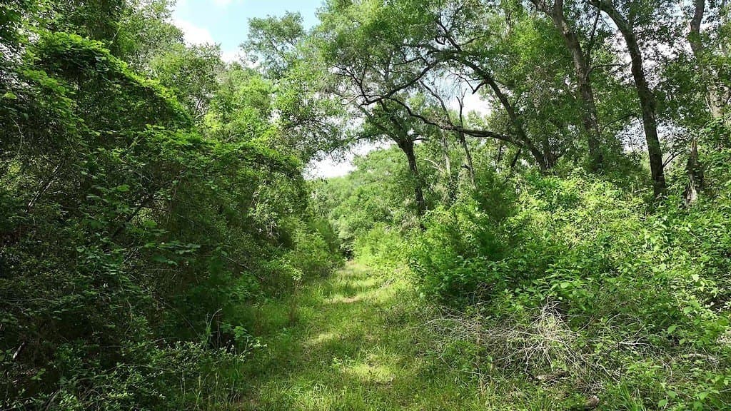22.35 acres in Austin County - photo 8