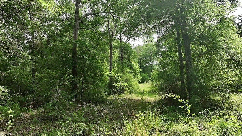 22.35 acres in Austin County - photo 7
