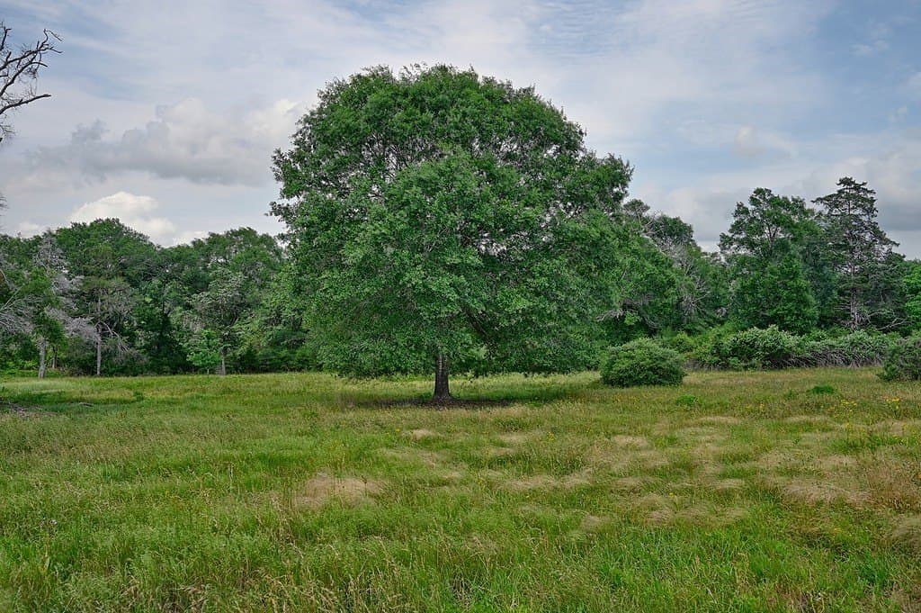 22.35 acres in Austin County - photo 2