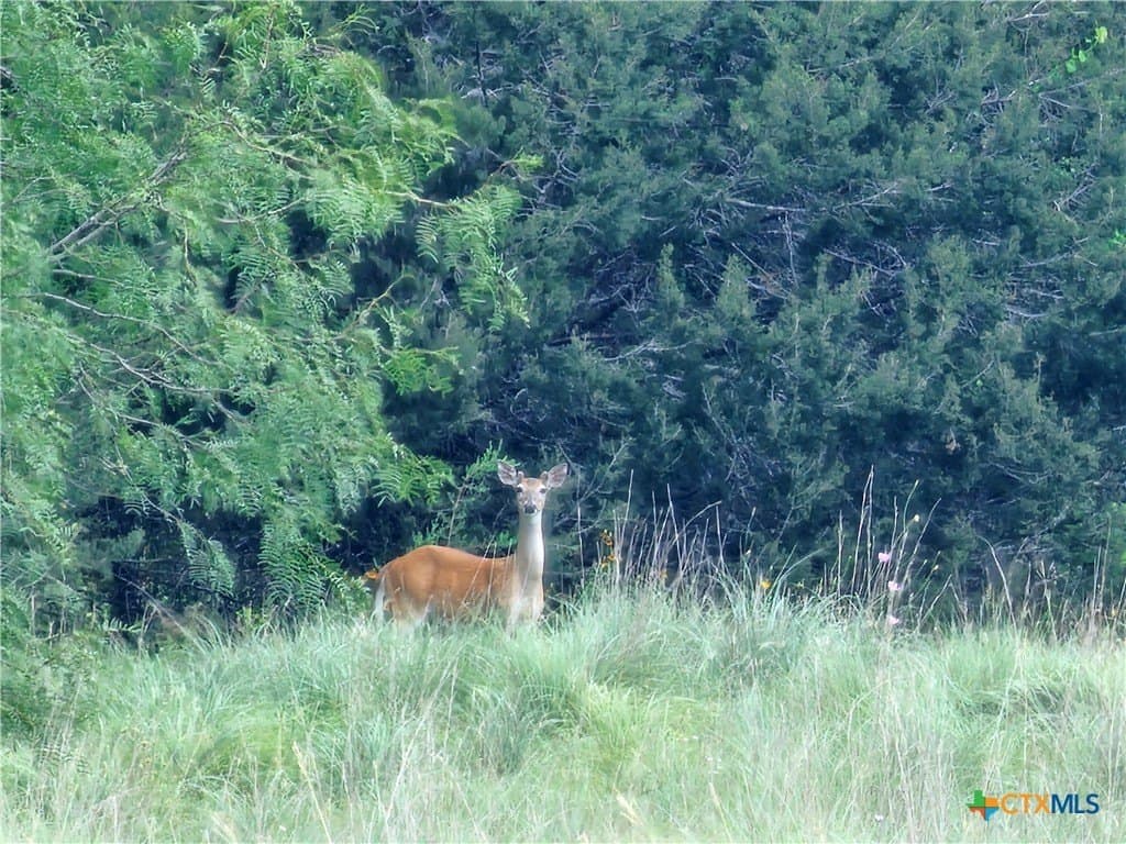 11.48 acres in Lampasas County - photo 16