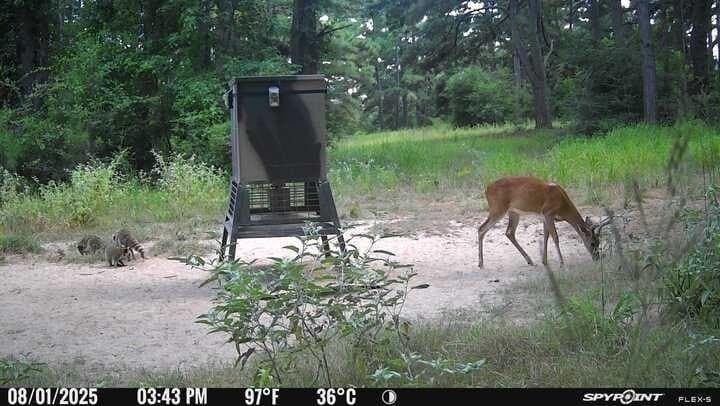 25.74 acres in Freestone County - photo 4