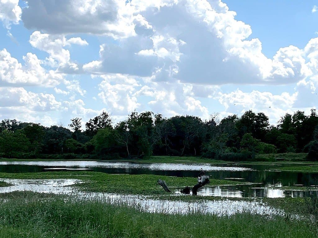 14.24 acres in Colorado County - photo 13