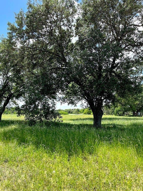 14.24 acres in Colorado County - photo 7