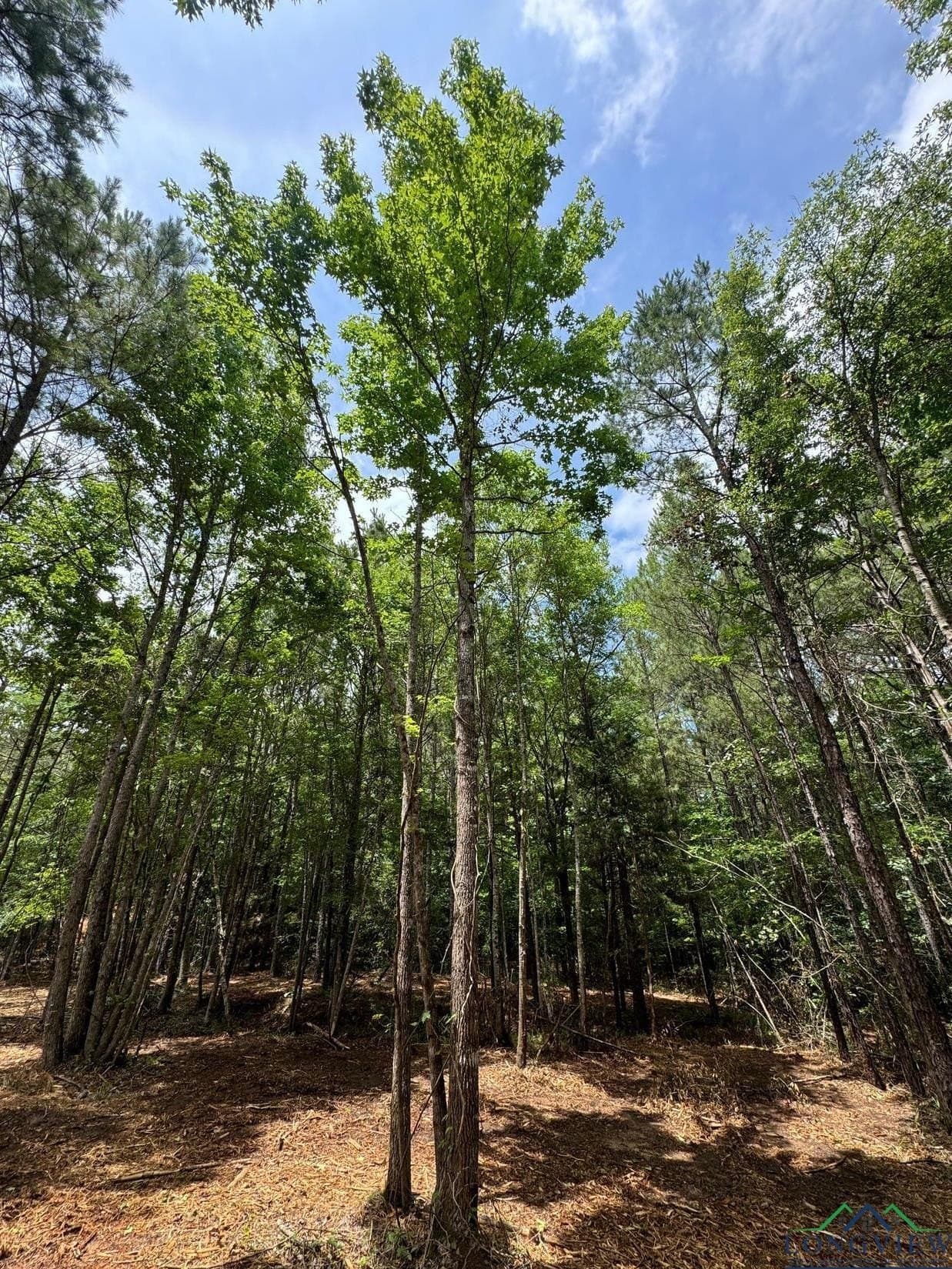 8.6 acres in Marion County - photo 5