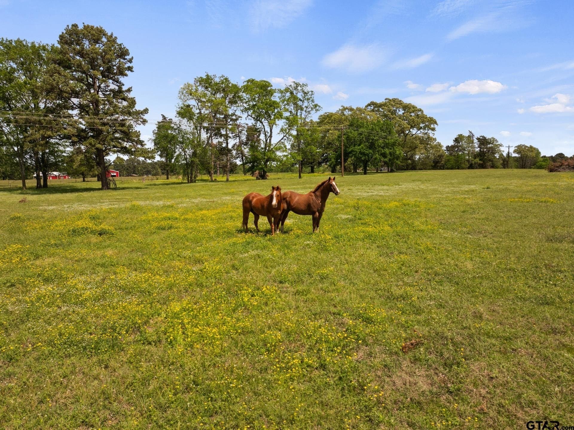 14.09 acres in Titus County - photo 22