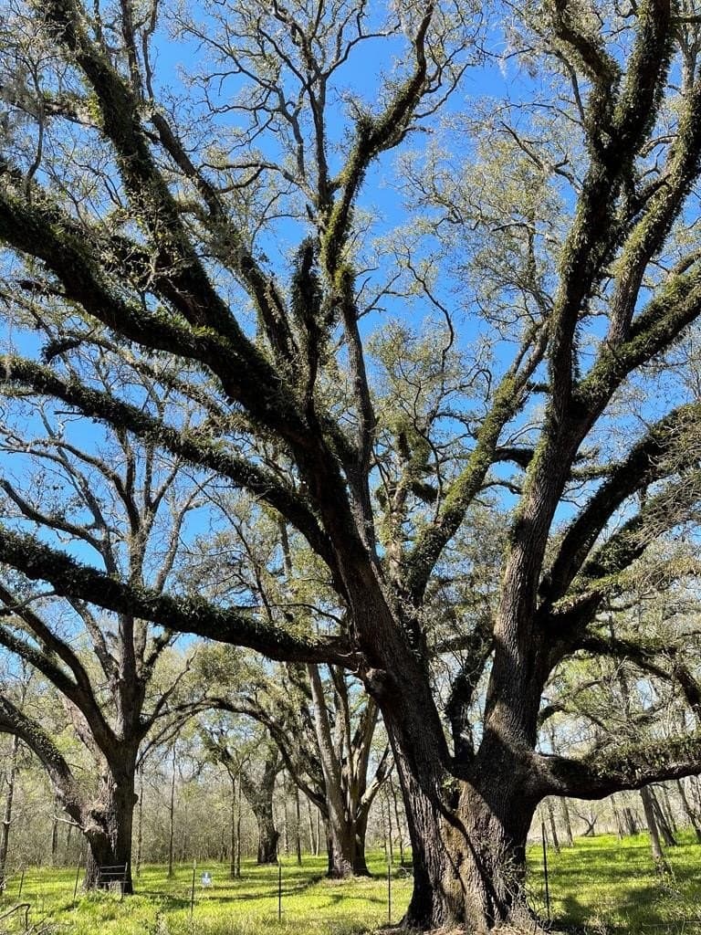 100 acres in Texas County - photo 13