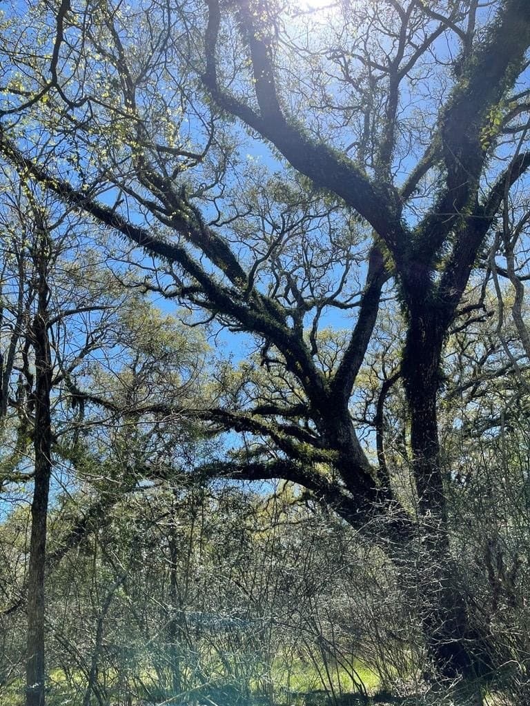 100 acres in Texas County - photo 12