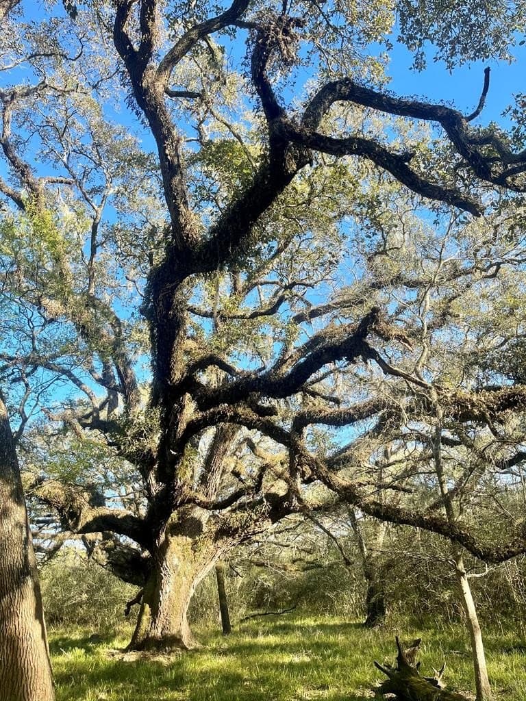 100 acres in Texas County - photo 11