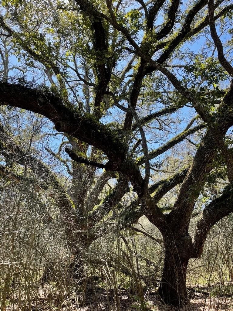 100 acres in Texas County - photo 15