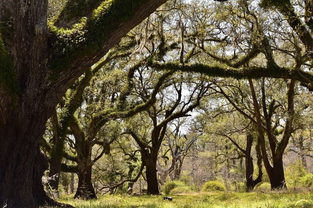100 acres in Texas County - photo 3