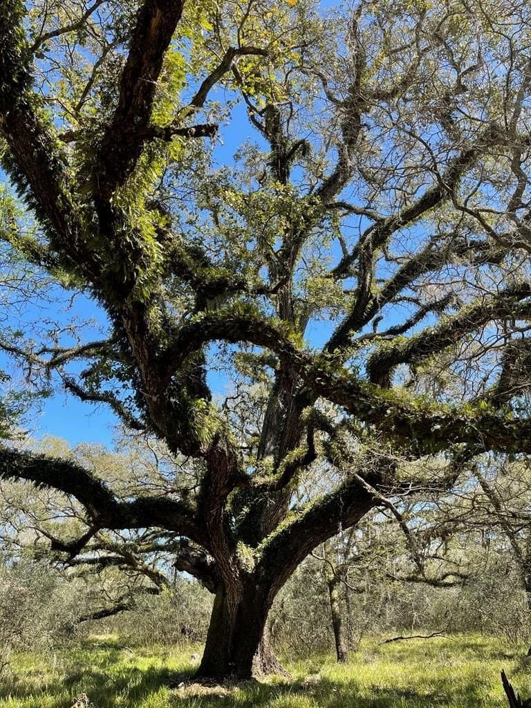 100 acres in Texas County - photo 14