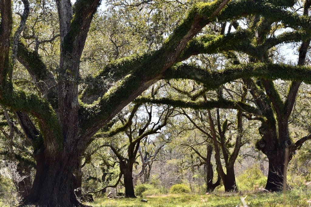 100 acres in Texas County - photo 4