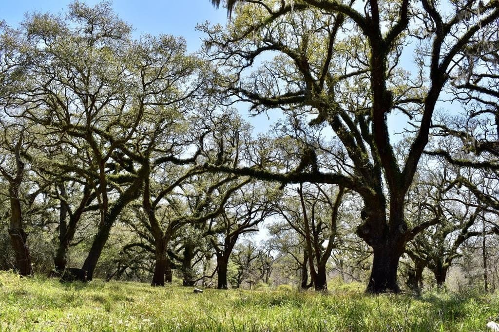 100 acres in Texas County - photo 2