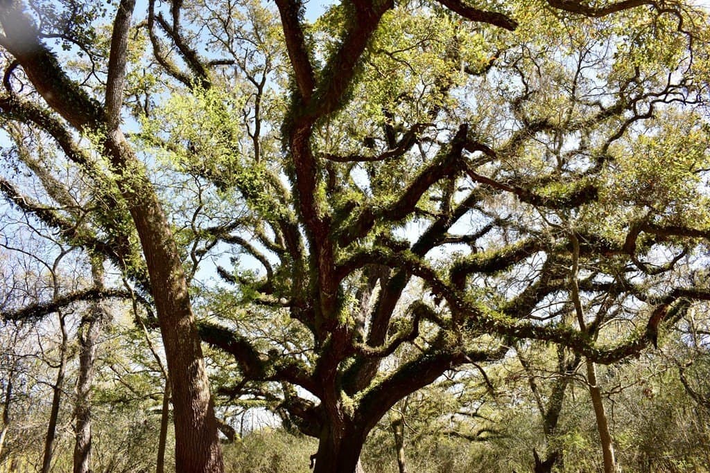100 acres in Texas County - photo 6