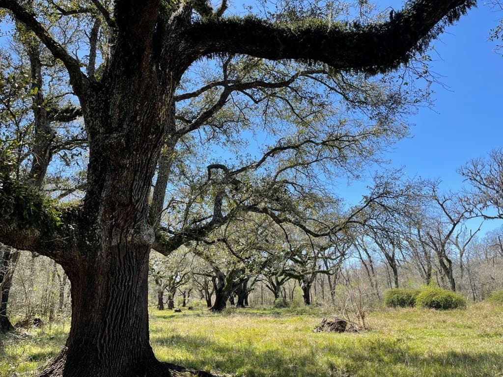 100 acres in Texas County - photo 10