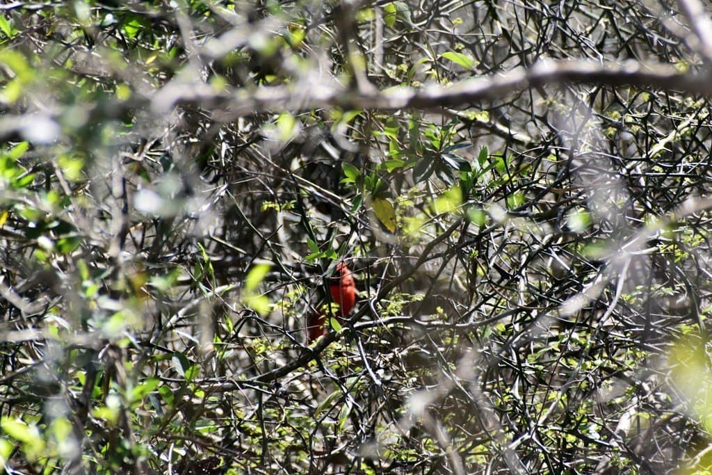 100 acres in Texas County - photo 9