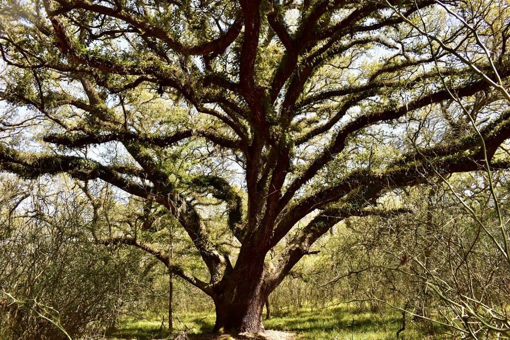 100 acres in Texas County - photo 5