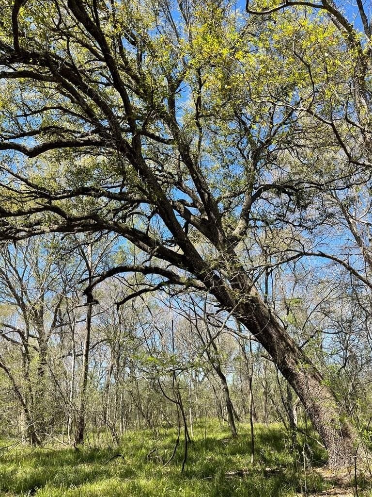 100 acres in Texas County - photo 16