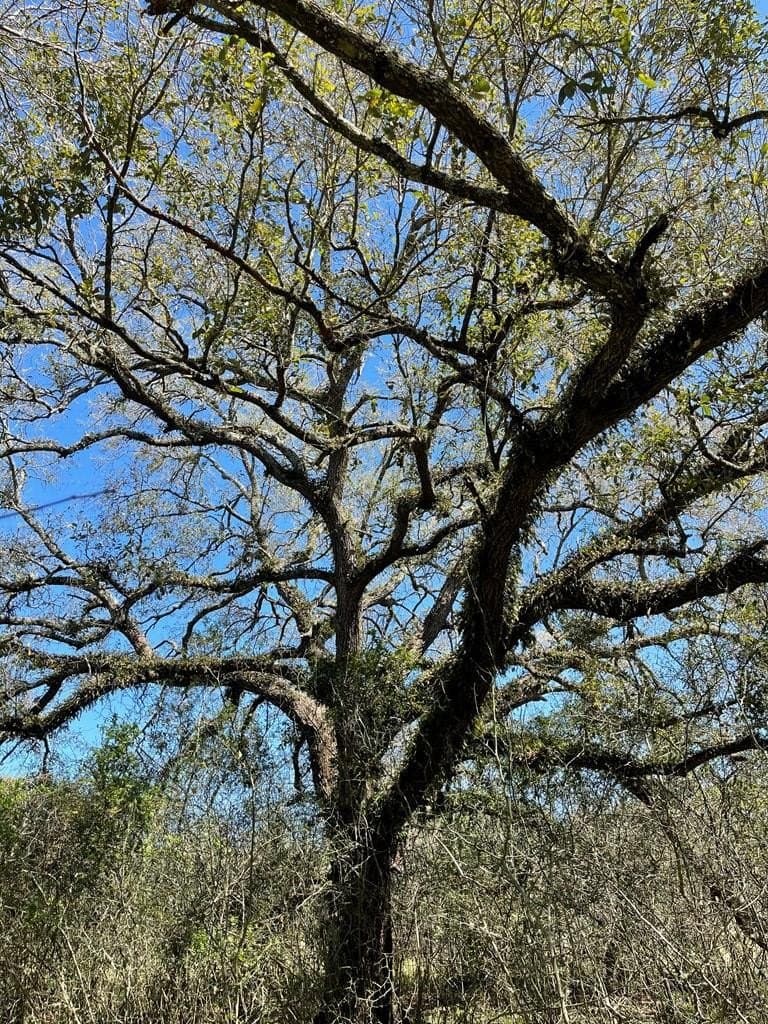 100 acres in Texas County - photo 17