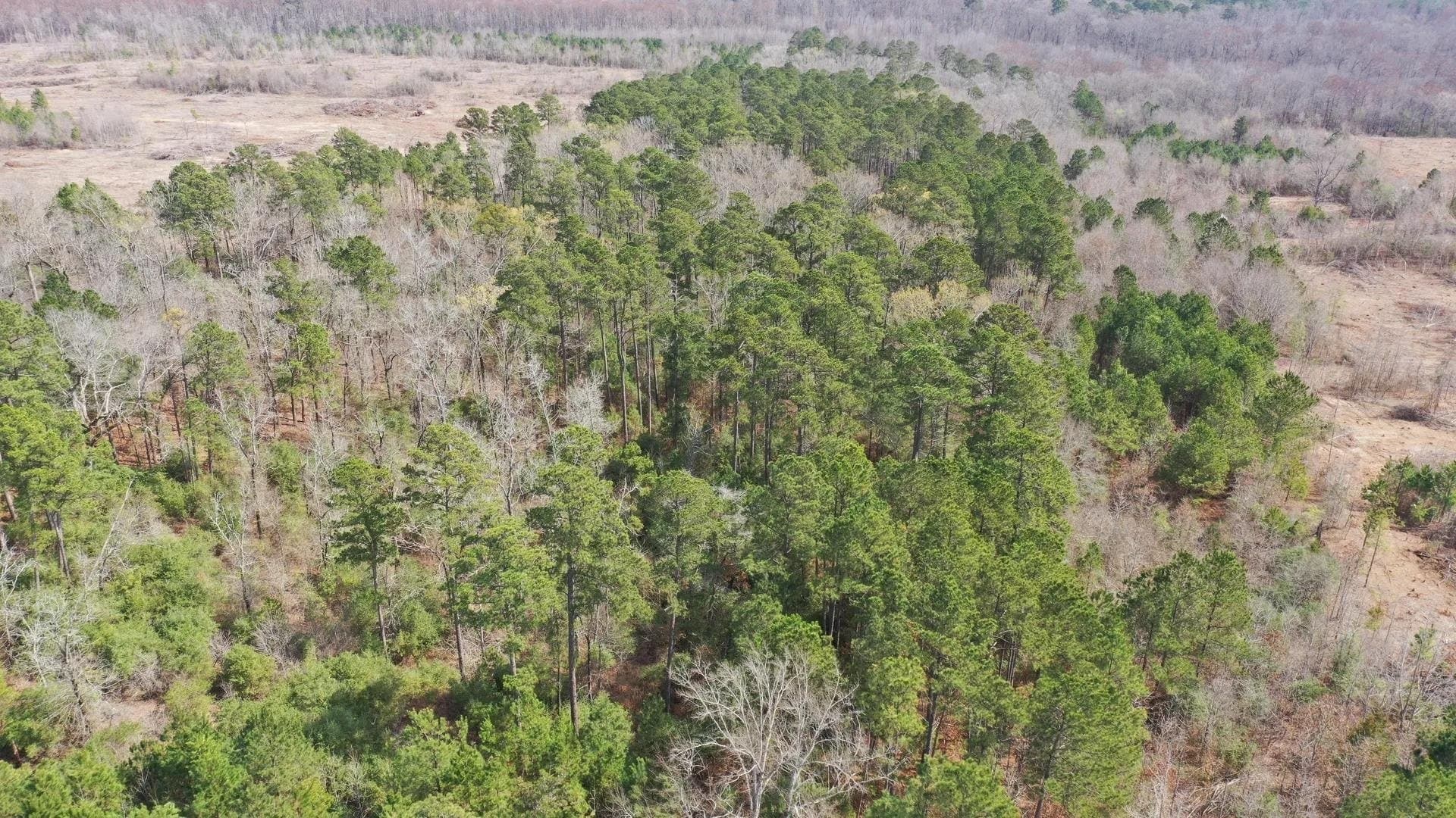 26.17 acres in Marion County - photo 4