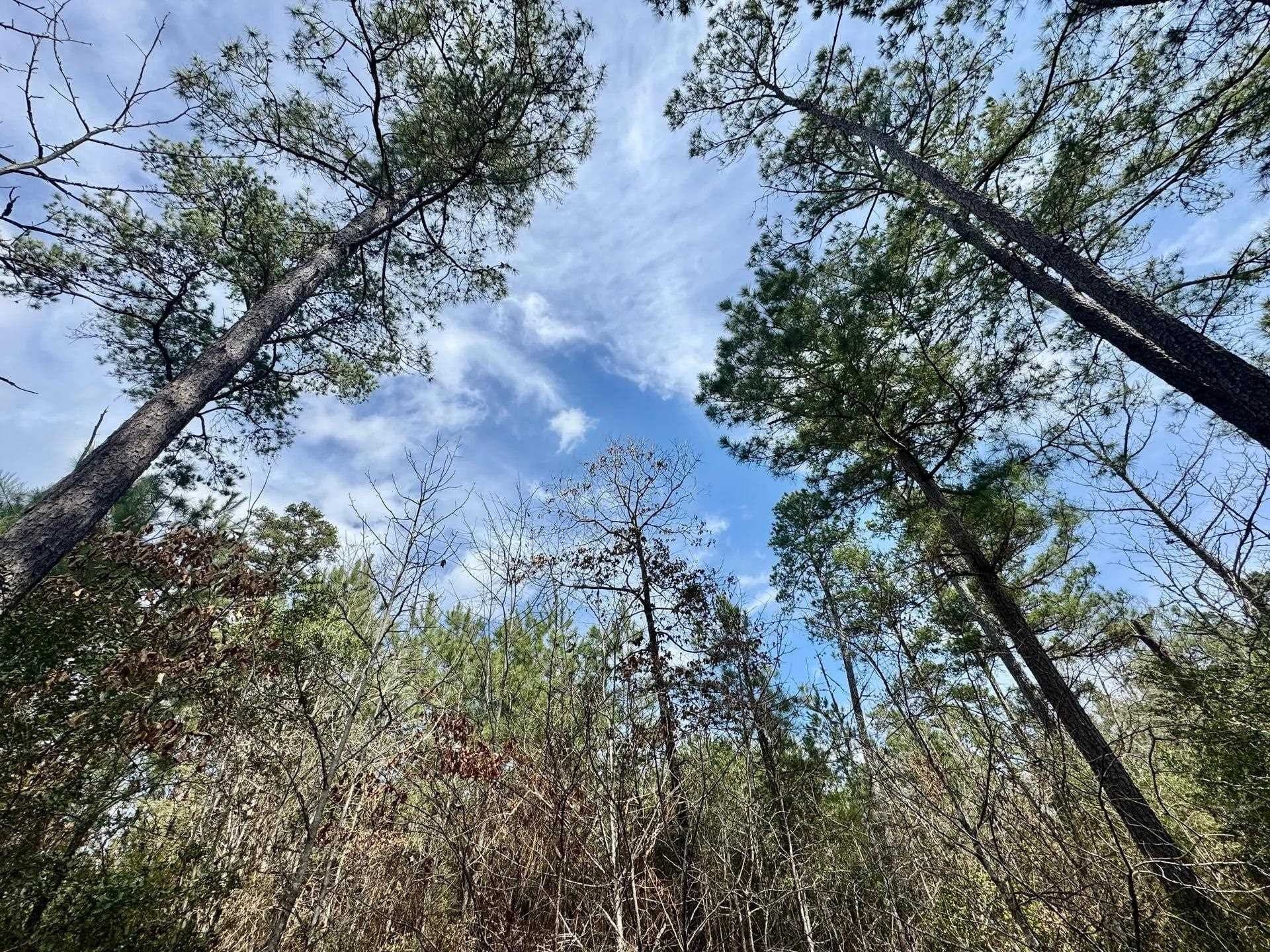 26.17 acres in Marion County - photo 8