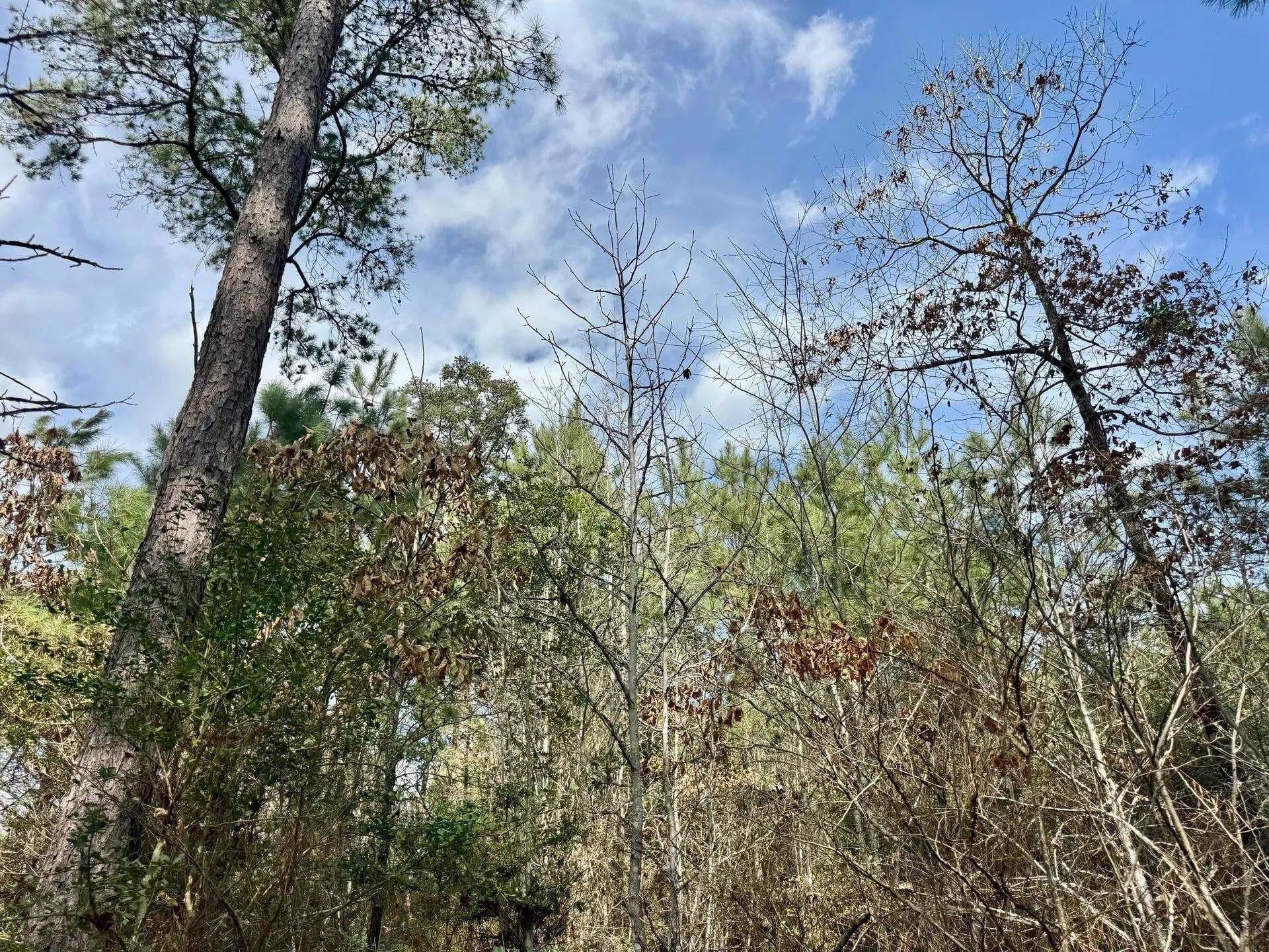 26.17 acres in Marion County - photo 9
