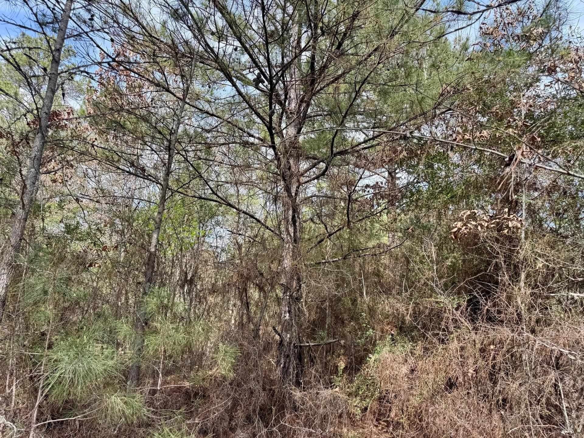26.17 acres in Marion County - photo 11