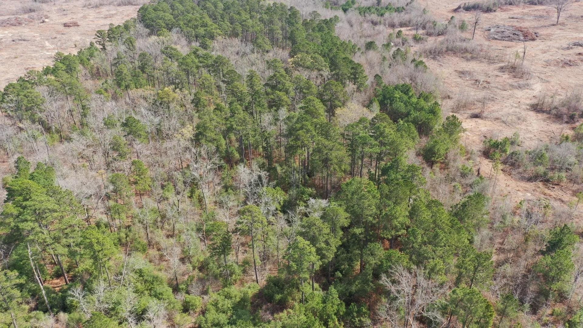 26.17 acres in Marion County - photo 6