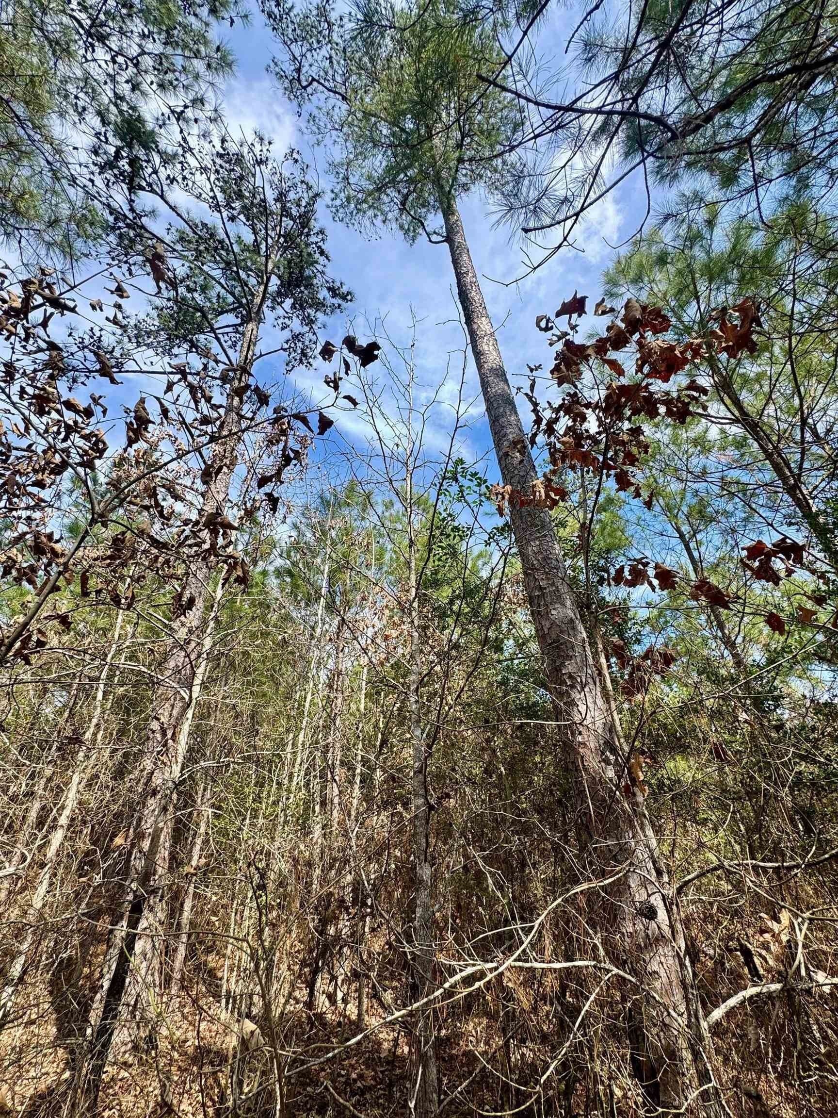 26.17 acres in Marion County - photo 12