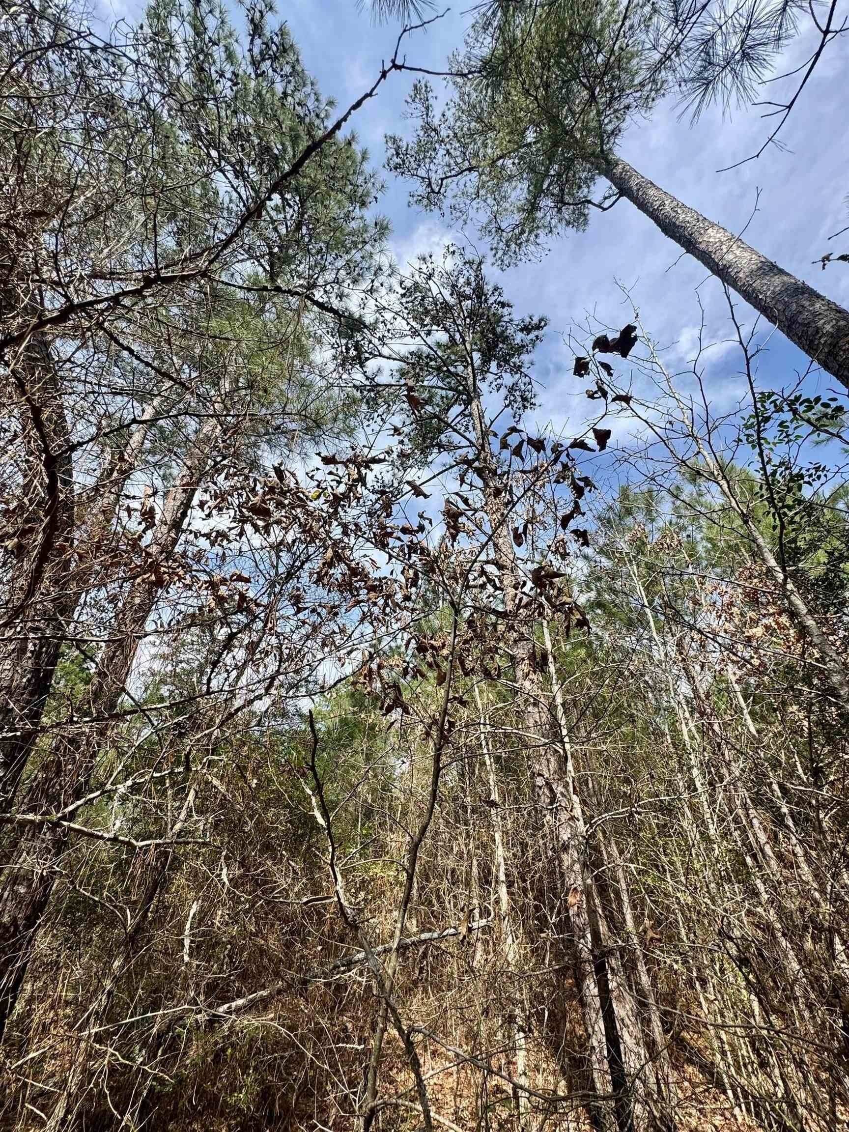 26.17 acres in Marion County - photo 13
