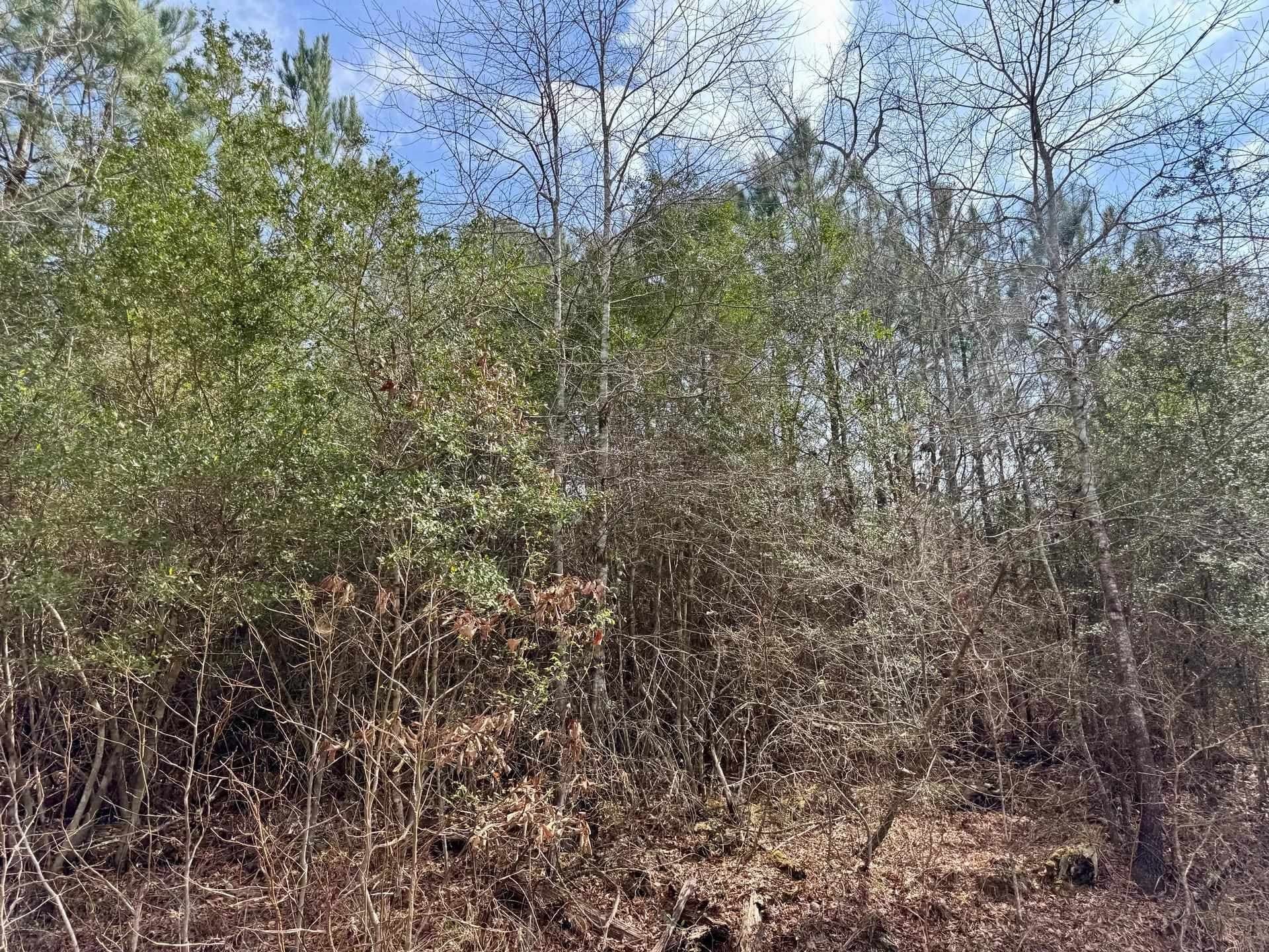 26.17 acres in Marion County - photo 14