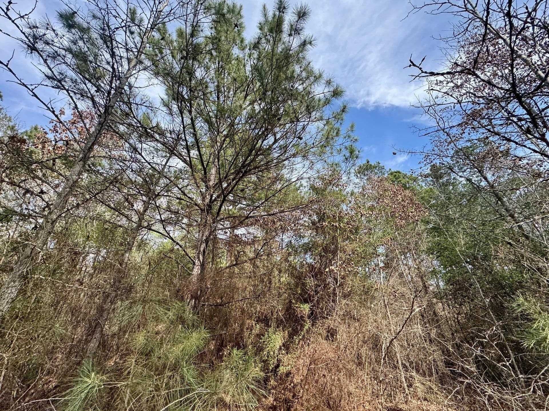 26.17 acres in Marion County - photo 10