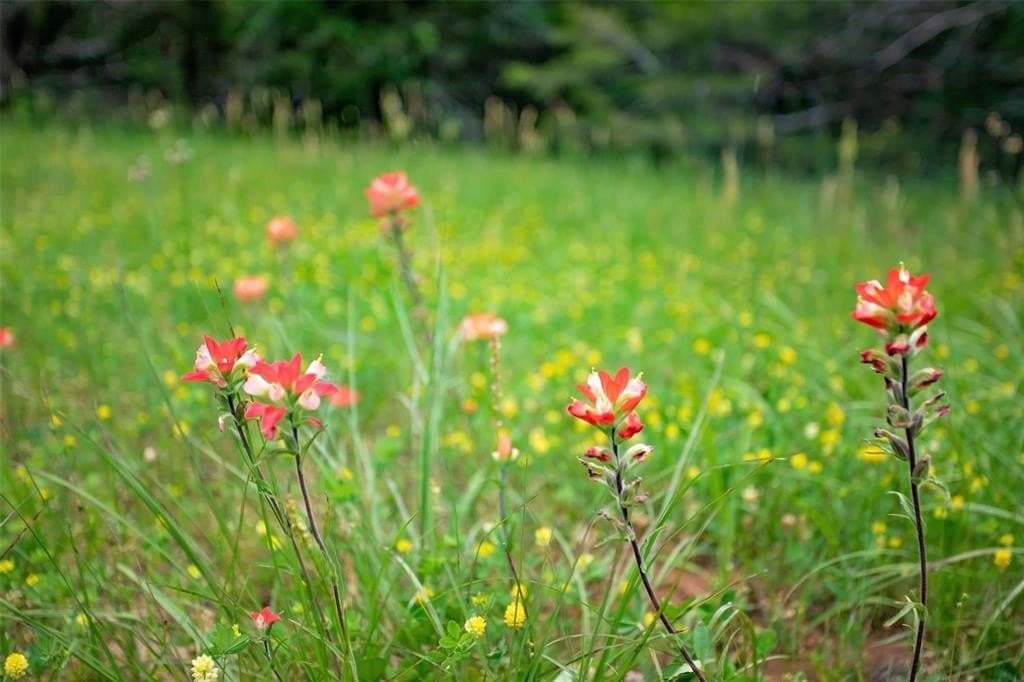 0.54 acres in Grayson County - photo 2