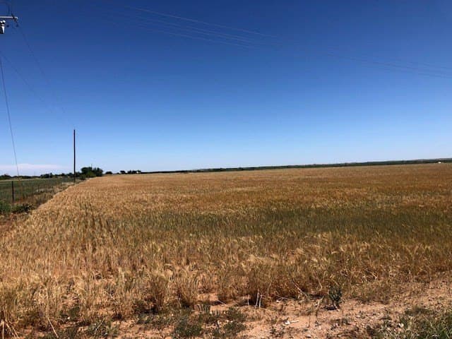 45 acres in Runnels County - photo 11