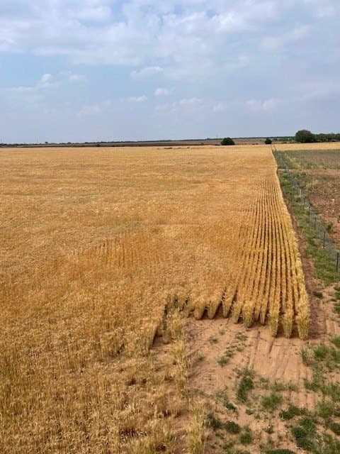 45 acres in Runnels County - photo 4