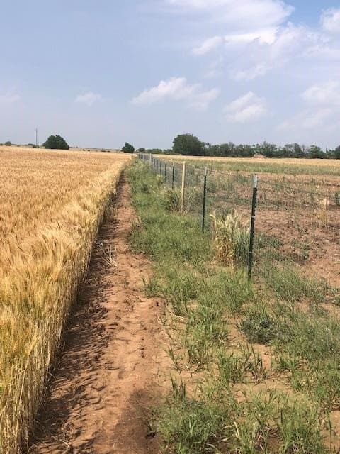 45 acres in Runnels County - photo 6