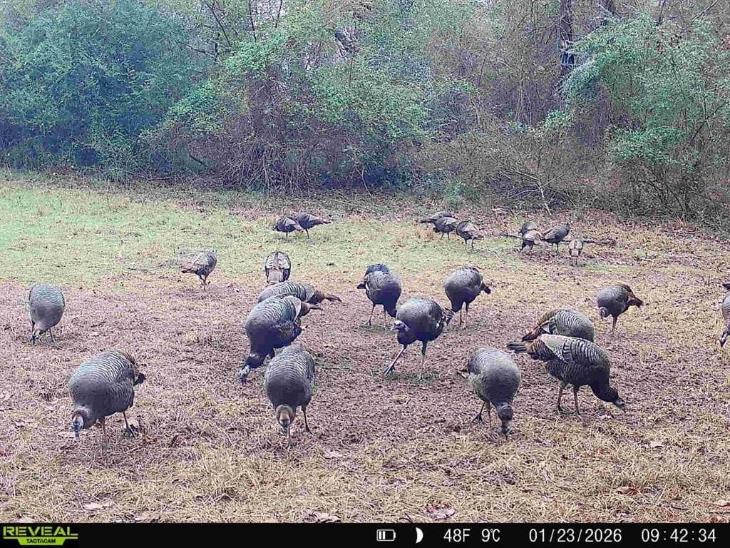 33.19 acres in Cass County - photo 23