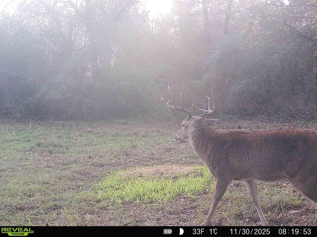 33.19 acres in Cass County - photo 20