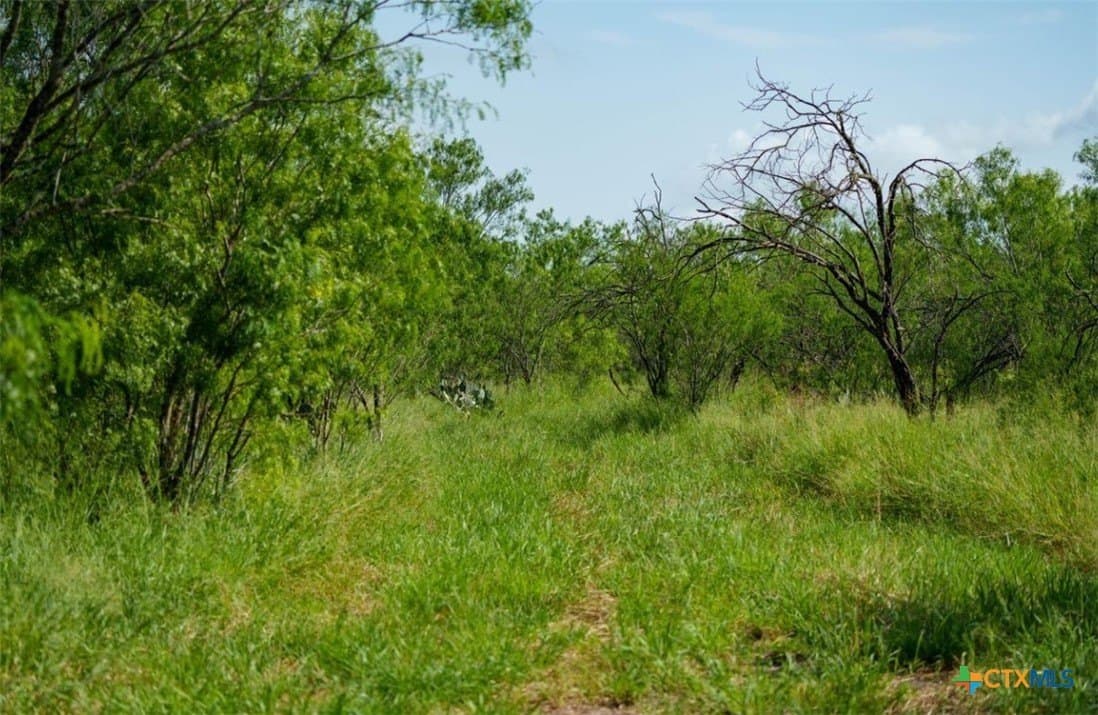 14 acres in Live Oak County - photo 3