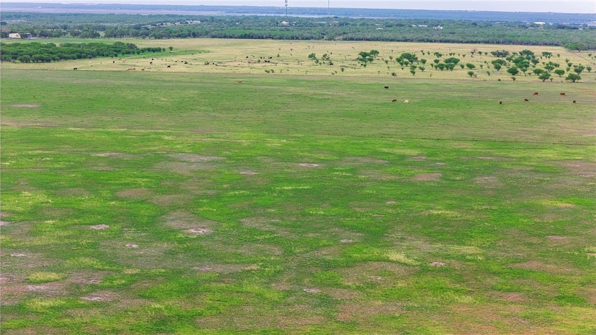 375 acres in Live Oak County - photo 29
