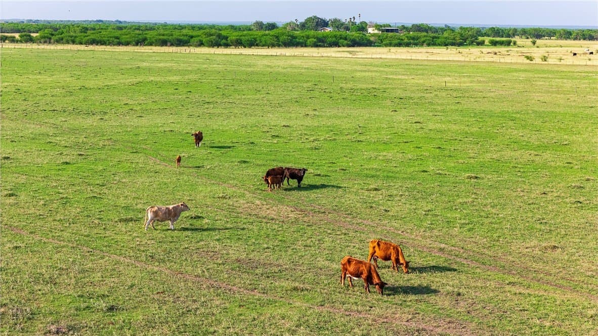 375 acres in Live Oak County - photo 18
