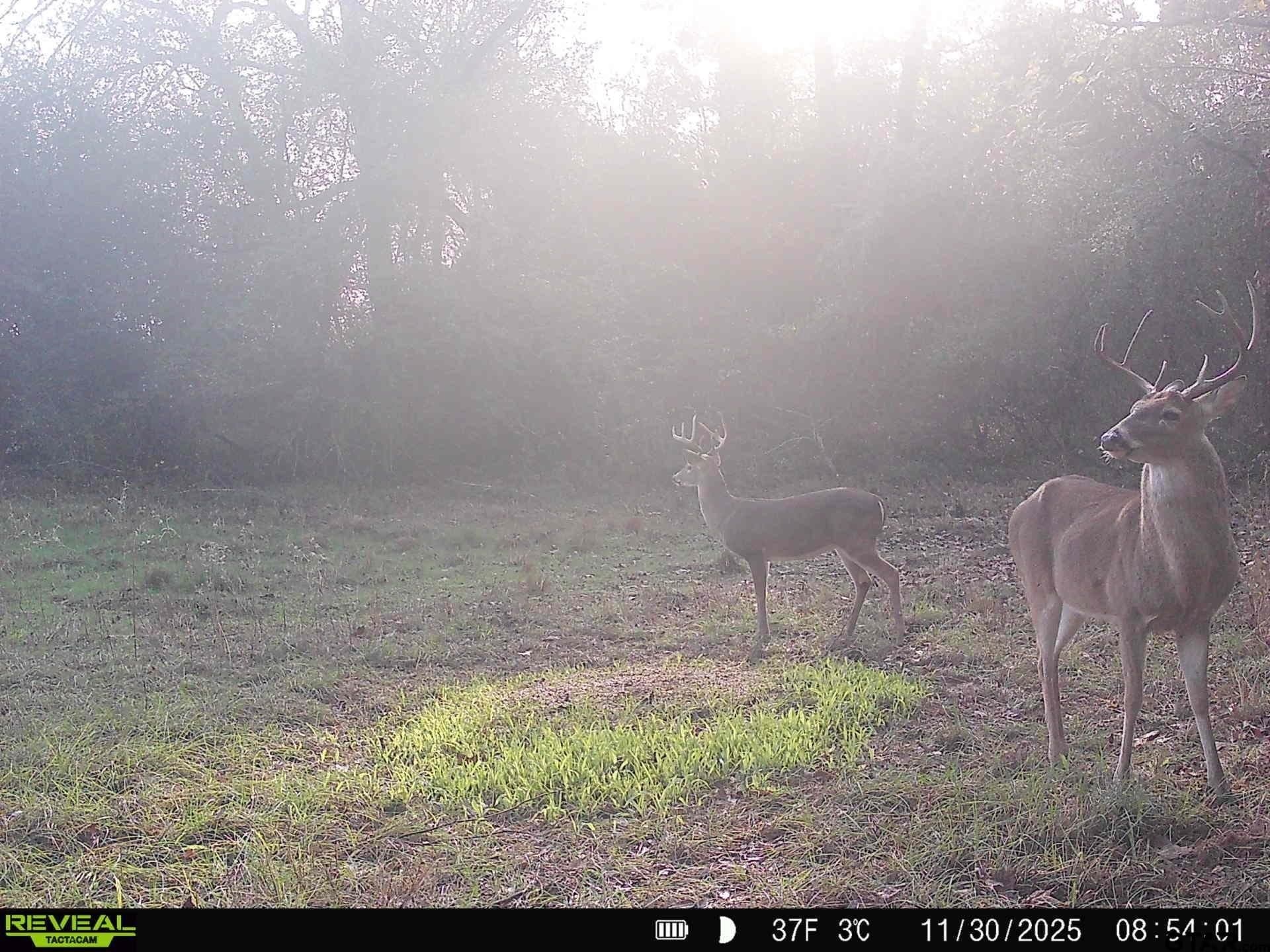 35.22 acres in Cass County - photo 17