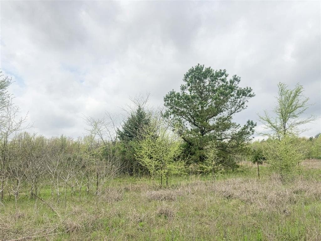 699 acres in Red River (TX) County - photo 16