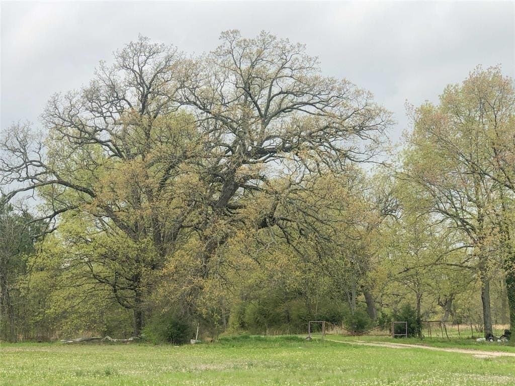 699 acres in Red River (TX) County - photo 7
