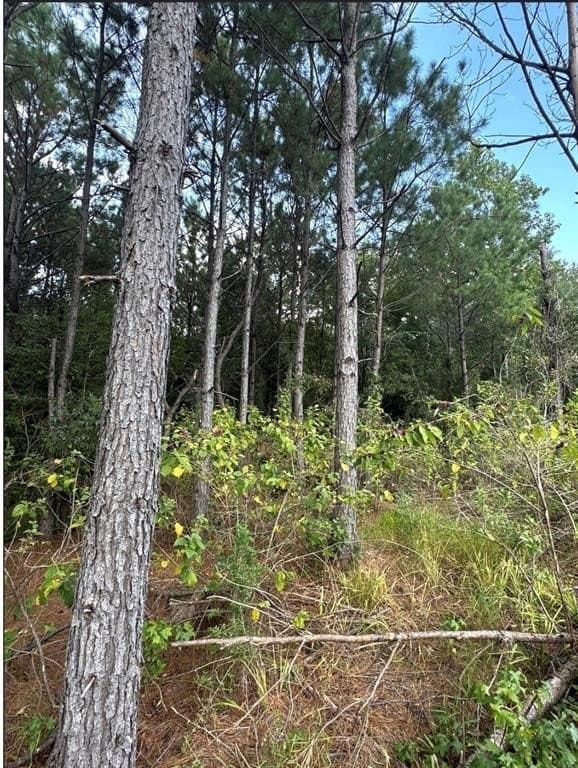 32.42 acres in Cass County - photo 5